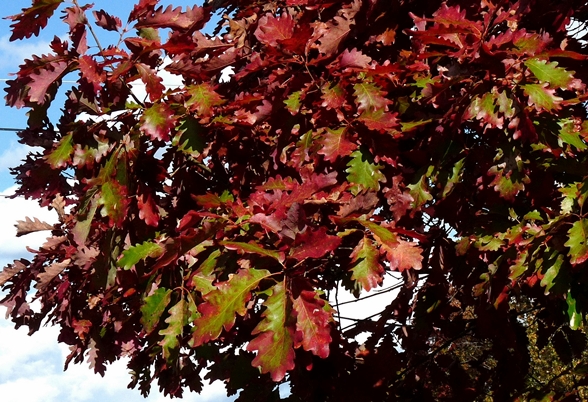 {Quercus michauxii}